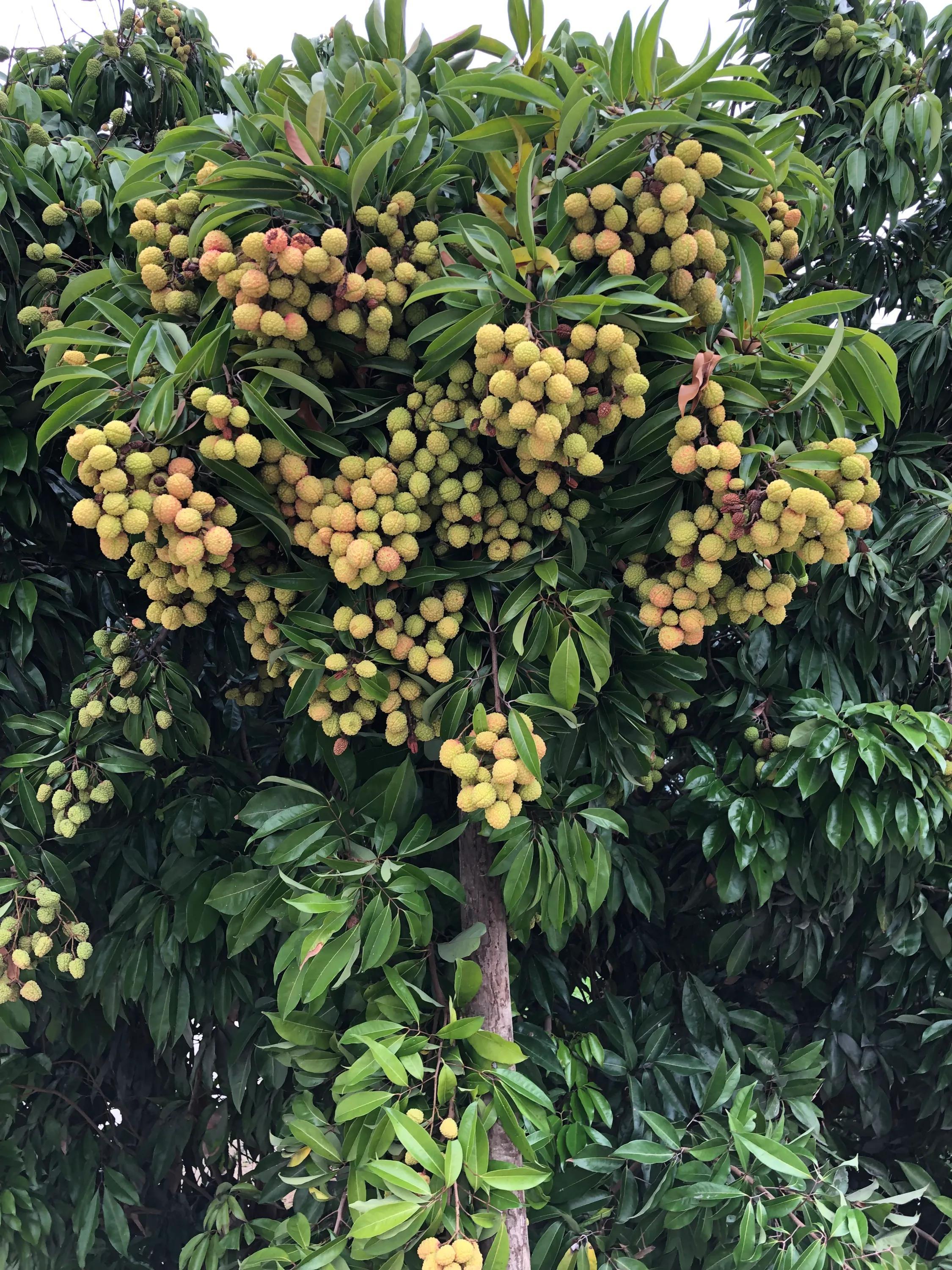 荔枝的成熟季節(jié)與上市月份，回溯荔枝的地位及成熟季節(jié)探討